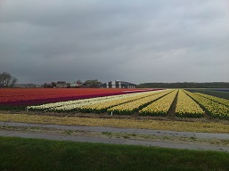 Nieuwe bedrijfsruimte bloembollenbedrijf Duin Langevliet 14A Callantsoog